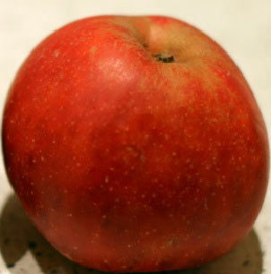 jabłoń red boskop