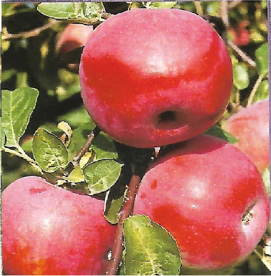 jabłoń cortland