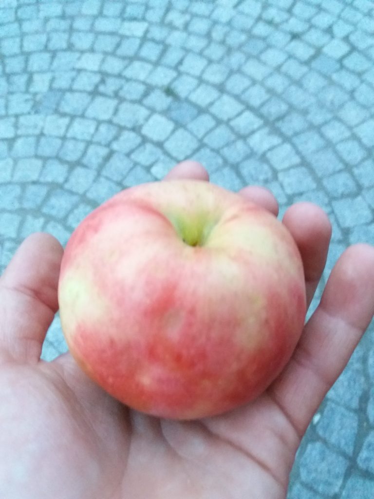 Jabłoń vista bella